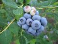 blue huckleberry, tall huckleberry, swamp huckleberry, high blueberry, swamp blueberry